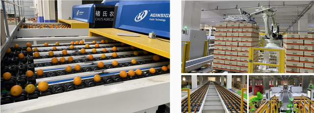 Sorting machine for mid-size fruits Type sorting machine, grading machine, calibration machine Customization Designed According To Customer's Factory Area - Image 2