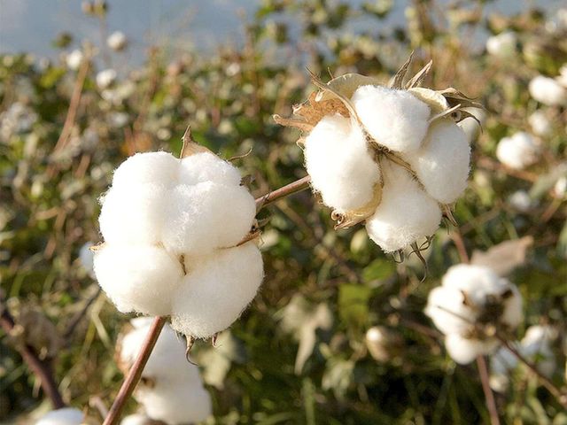 100% Organic Cotton Raw Cotton Material Fabric Breathable Eco-Friendly Anti-Bacteria Premium White - Image 3