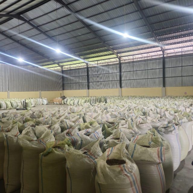 Sumatra Gayo Arabica Green Coffee Beans - Natural Process - Image 6