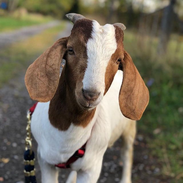 Fresh Live Boer Goat Excellent Body Condition Ready To Ship Affordable Price For Farms Ranches And Livestock Business - Image 3