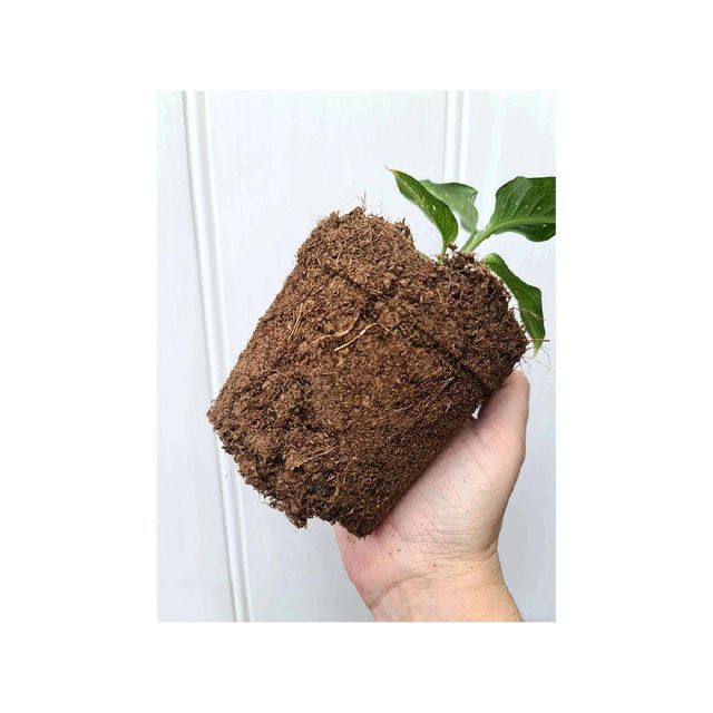 Cheap price peat moss available for nurseries and greenhouse applications - Image 2