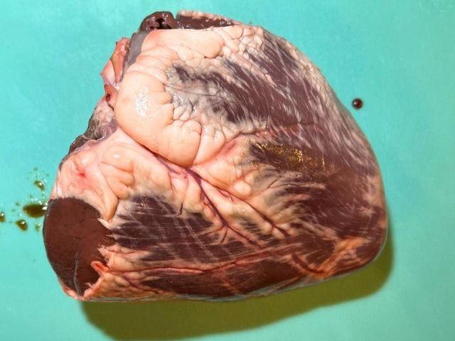 Top Quality Frozen Pork Heart Natural Fresh Frozen Pork Heart Ready For Bulk Wholesale Sale Worldwide - Image 4