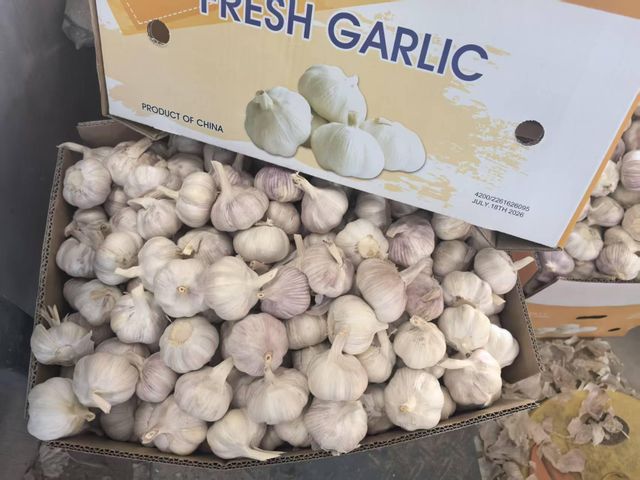 Fresh White Garlic 5.0‑5.5cm China Origin, Mesh Bag & Carton Packing, For Africa Middle East Market, Reefer Shipment - Image 3