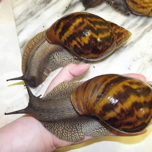 Fresh African Giant Snails/Processed Alive,Frozen,Dried ,Fresh Snails for Sale whatsap +255787979235 - Image 2
