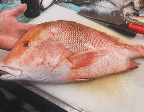 Frozen Red Snapper Emperor Fish Flavor Mild Texture Firm Origin Thailand Meat Color White Grade AA, Premium Place of Ori - Image 2
