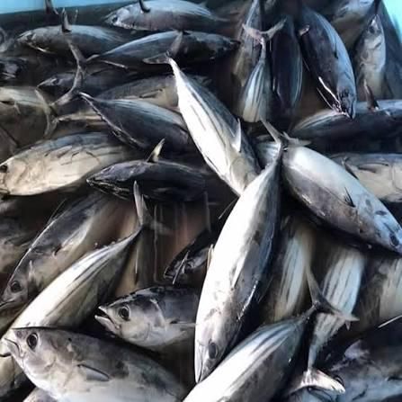 frozen black skipjack Flavor Rich Texture Firm Origin Thailand Shelf Life Long Grade AA, Premium Place of Origin THAILAN - Image 1