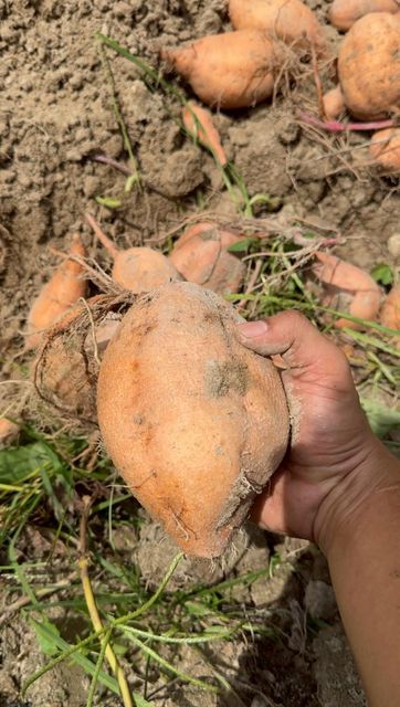 Orange sweet potato - Image 1
