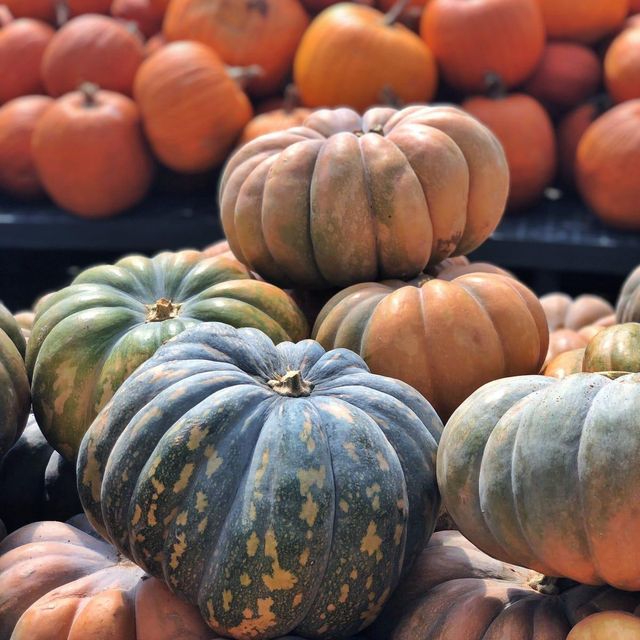 High Quality Fresh Pumpkin for Bulk Supply to Food Processors Wholesalers and Distributors - Image 5