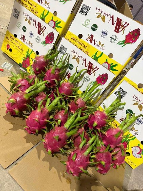Fresh Dragon Fruits From Viet Nam Purity Clean Origin Vietnam Net Weight 9 Kg Loading Location Hcmc Quality Grade Premium - Image 4