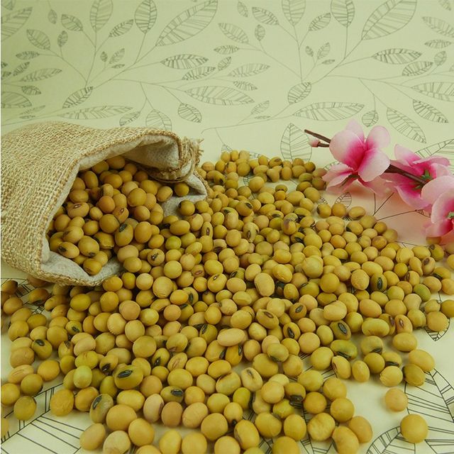 50kg Bag Sprouting and Food Grade Dry Yellow Soybean Seed Non Gmo Soybeans - Image 6
