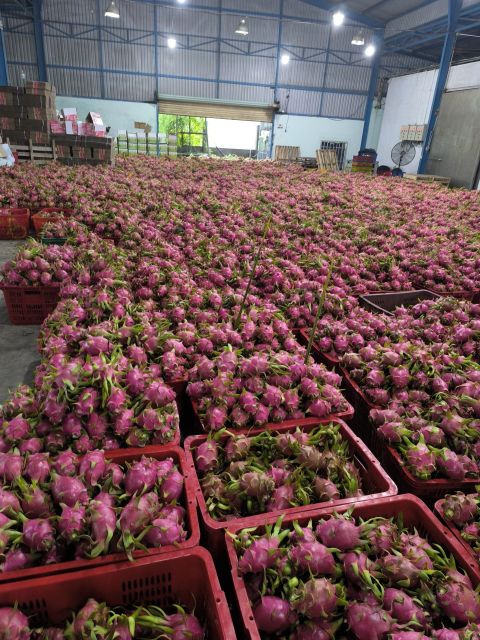 Dragon Fruits - GREAT FAMER LTD, CO - Image 4