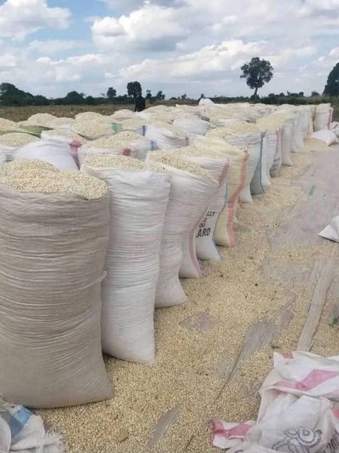 non gmo White corn, White Corn/Maize For Sale,Yellow Corn / Maize, current crop - Image 3