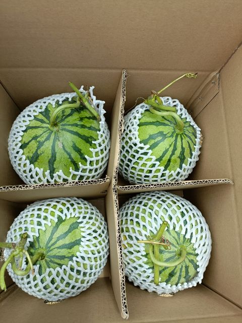 Vietnam Seedless Watermelon Fruit Competitive Price Bulk Quantity For Sale - Image 3