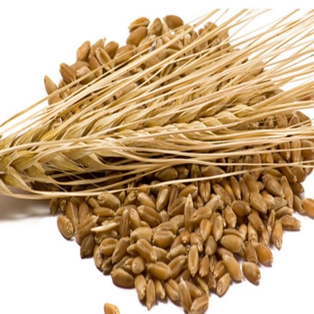 Premium Barley Grain With 95% Clean Content Fresh Barley Grain Packed For Export And Wholesale Buyers - Image 3