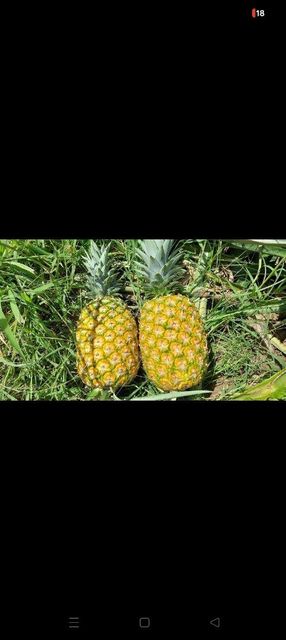 Fruits Organic Yes Fruit Type Pineapple - Image 2