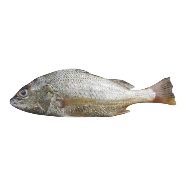Wholesale Excellent Quality Whole Frozen White Snapper Fish Trans-Fat Free Low-Carb Low-Sugar Top Grade Vacuum Packed - Image 3
