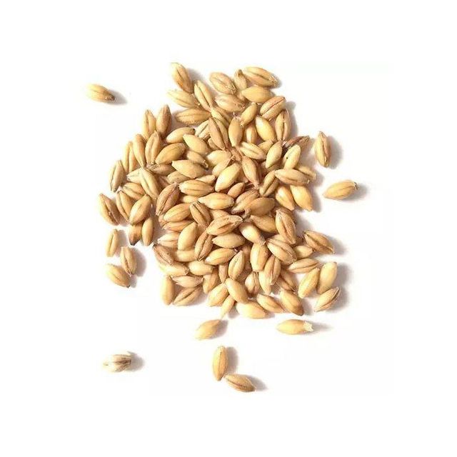 Barley Grain / Barley Malt Grain / Hulled Barley Grain At Competitive Price - Image 3