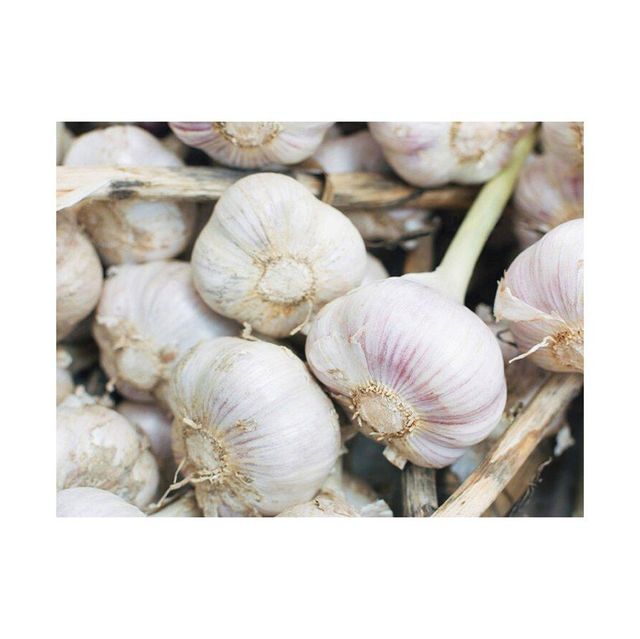 Premium quality fresh garlic for export and international food markets Natural fresh garlic harvested and packed under hygienic conditions High grade fresh garlic with long shelf life and firm cloves Farm fresh garlic suitable for cooking seasoning and food processing - Image 1