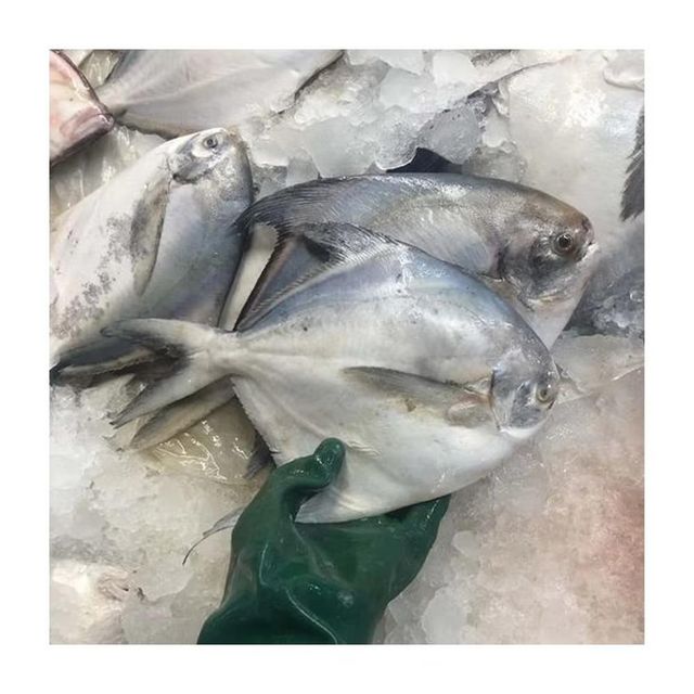 Frozen Silver Pomfret Fish Whole Cleaned Export Ready Seafood Offering For International Buyer Requirements - Image 5