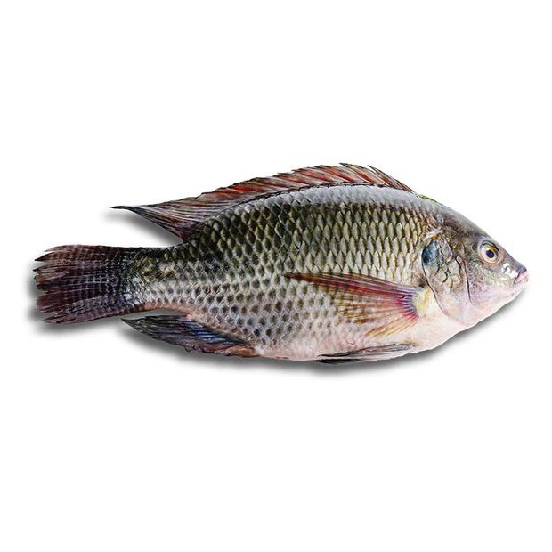 Seafood Fresh Frozen Black Tilapia Red Tilapia Fish Red for Tilapia Fish Buyers - Image 2