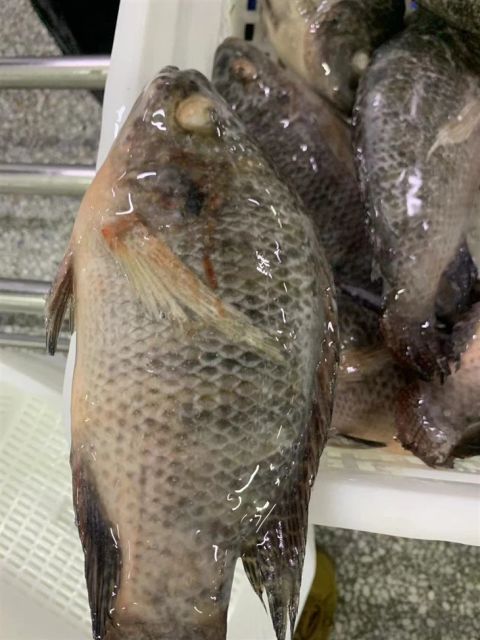 Cheap Frozen Tilapia Bream - Quality Fish for Sale Form Whole Round Net Weight 100%% Packaging Carton Features Organic Brand Name Custom - Image 3