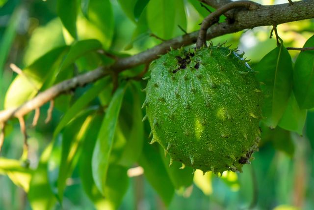 Buy Fresh Soursop Fruit Online Premium Quality With Fast Delivery Wholesale Deals Available For Healthy Living - Image 3