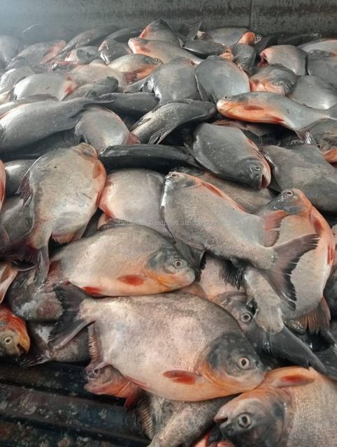 Top selling frozen red pomfret for wholesales export - Image 6
