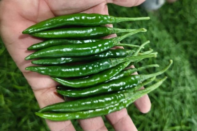 Fresh G4 Green Chilli - Premium Indian Export Quality (3.8kg Net Box) - Image 2
