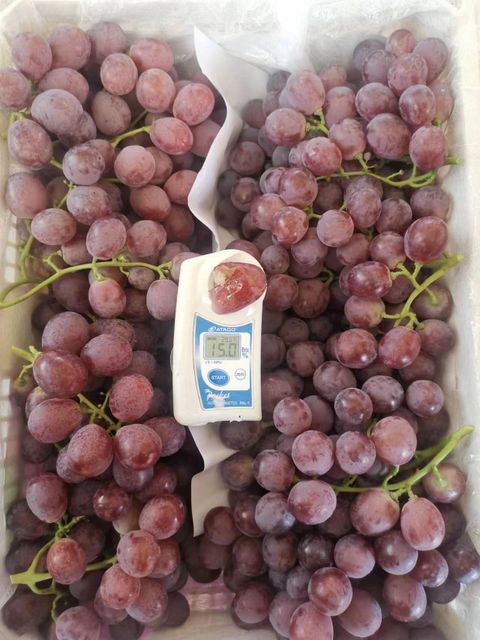 High Quality Sweet Red Globe Grapes Supplier from China Grade A/AB Shape Round Berry Drop Minimal Storage Type 0-2°C Taste Sweet and Juicy - Image 4