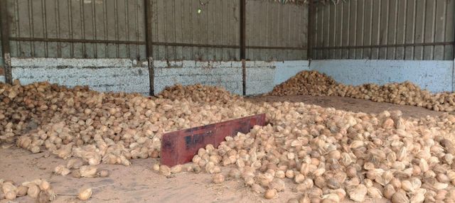 Semi-husked Coconut – product photo 3, product detail gallery