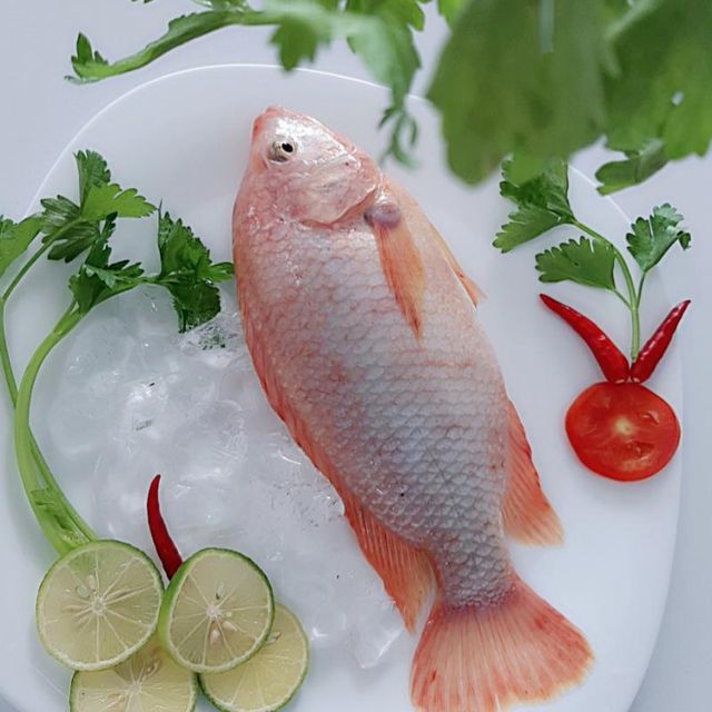 Vietnam High Quality Frozen Red Tilapia Whole Round/ Fillet For Sale - Image 2