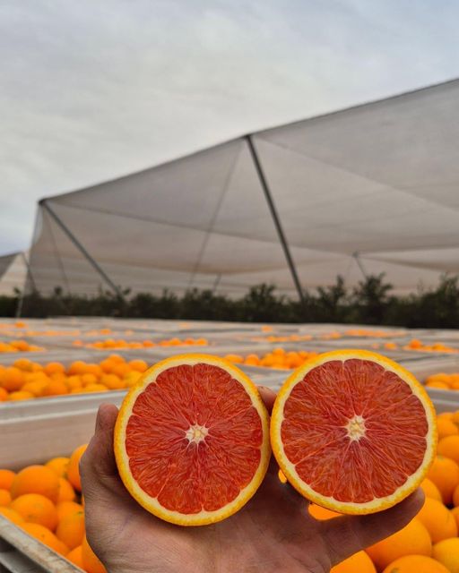 Premium Quality Oranges Valencia & Navel Organic Yes Texture Juicy Flavor Vibrant Origin South Africa Shelf Life Extended During Transport - Image 3