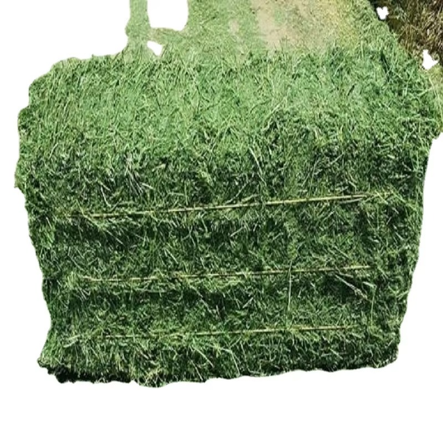 Bulk Timothy Grass for Animal Feed Pure Natural Timothy Grass High Quality Hay for Livestock and Farm Animals Feeding - Image 2