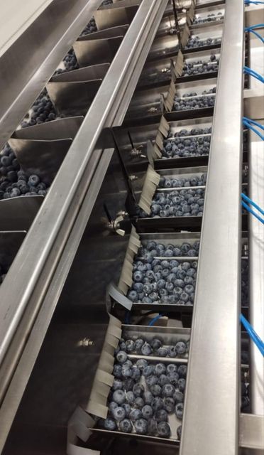 BLUEBERRIES BOX 1.5 KG - Image 4