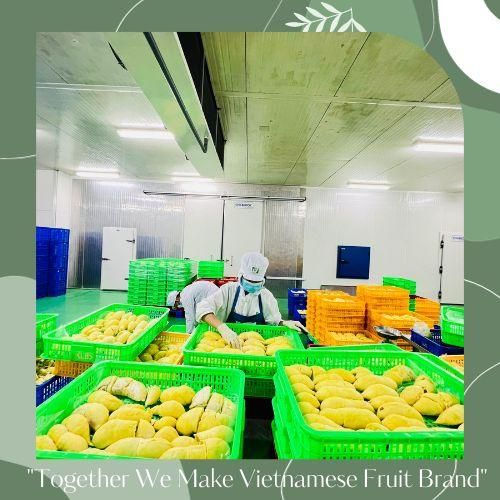 Fresh Durian Vietnam Common Cultivation Sweet Taste Monthong/ Ri6 Variety Fresh Yellow Durian In Carton Box Packaging - Image 3