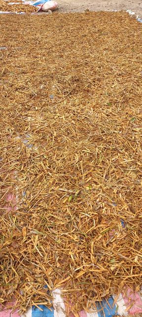 Ceylon Cinnamon Natural Bark Pieces Hand-Picked Single Origin Madagascar 100% Natural Premium Uncraped - Image 2