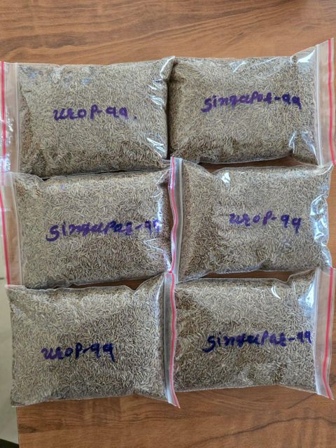 cumin seed – product photo 2, product detail gallery