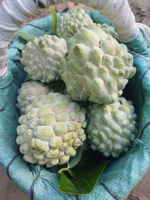 Custard Apple - Image 1