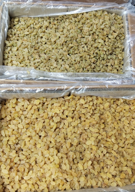 GOLDEN RAISINS - Image 4
