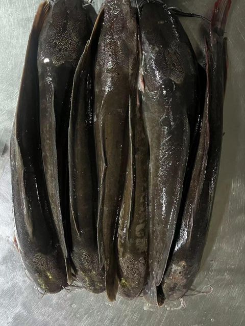Frozen Whole Catfish in Bulk,Frozen Farmed Catfish.Frozen Catfish Exporters (1-2 kg Wholesale).Premium Quality Frozen Whole Catfish for the African Market - Image 2