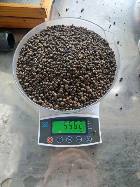 BLACK PEPPER 550GL - Image 2