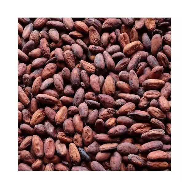 high quality cocoa beans for chocolate making roasting and grinding natural cacao beans with rich aroma and flavor ideal for chocolate factories bakeries dessert preparation and healthy dark chocolate recipes - Image 1
