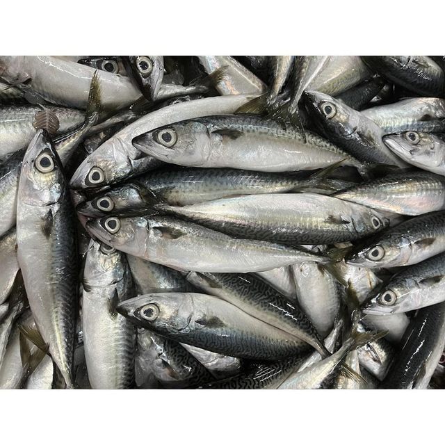 Frozen horse mackerel, Chinese big eye horse mackerel, whole roundtail horse mackerel - Image 3
