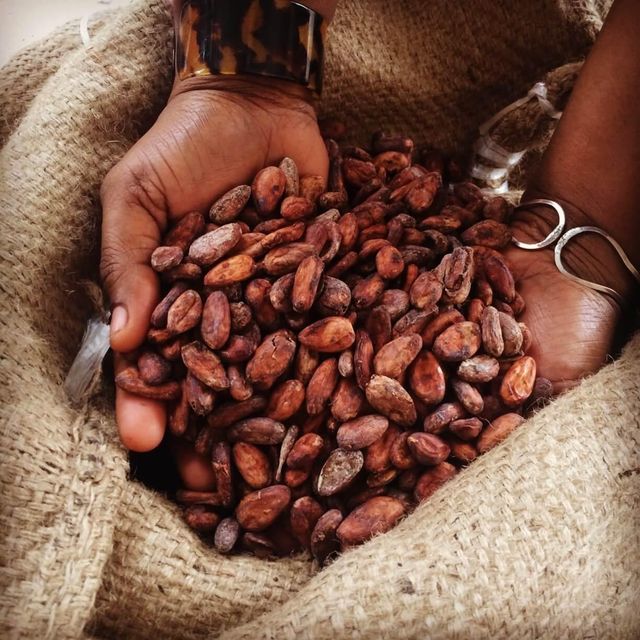 Premium bulk Cocoa bean available for buyers Cocoa bean processed and packaged under hygienic conditions - Image 3