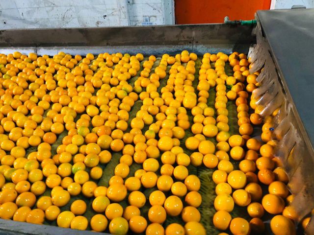 Fresh orange 5% broken - Image 4