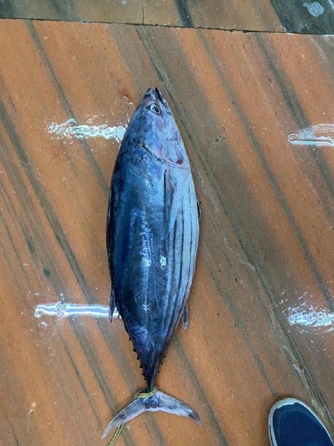 Tuna and cuttlefish - Image 3