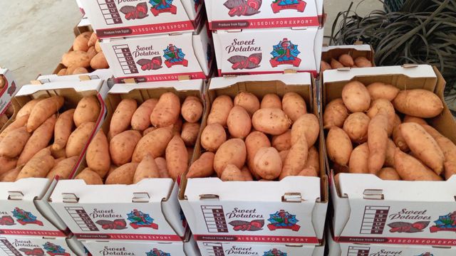 Sweet potatoes Organic No Freshness Level Fresh - Image 4