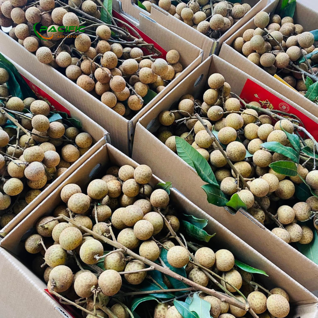 Longan Premium quality export Type Frozen & Fresh Place of Origin Vietnam Quality 90 - 120 pcs - Image 5
