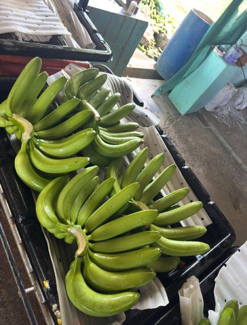 Fresh Green Banana - Image 3
