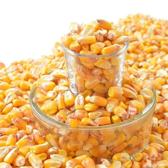 Dried Yellow Corn for Animal Feed and Human Consumption High Quality Sun Dried Maize Bulk Supply Export Grade - Image 3